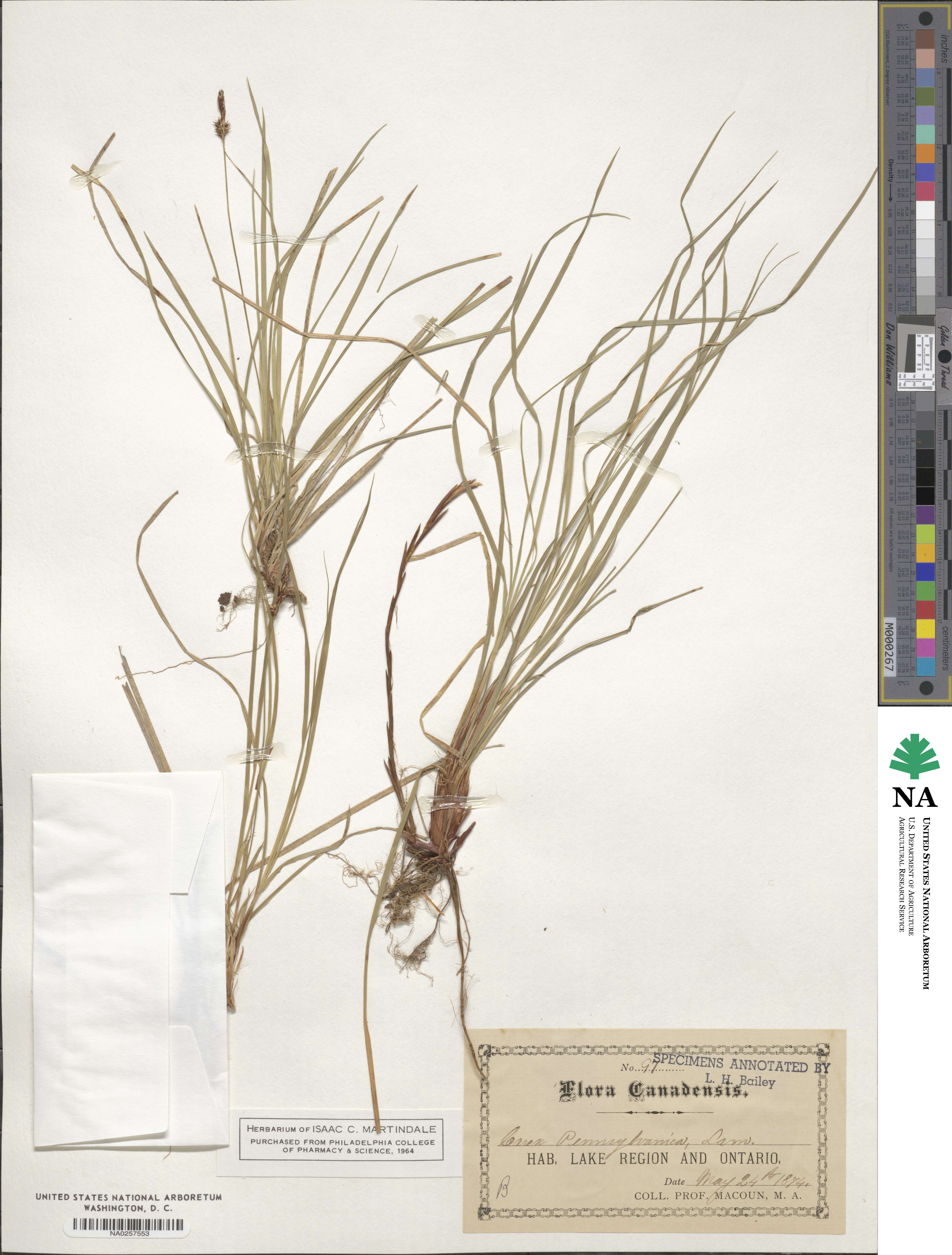 Carex pensylvanica image