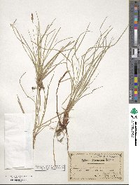 Carex pensylvanica image