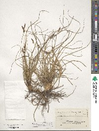 Carex pensylvanica image