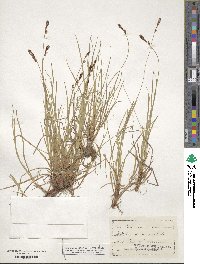 Carex pensylvanica image