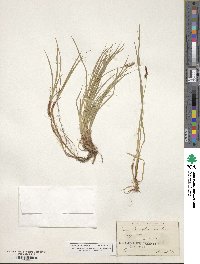 Carex pensylvanica image