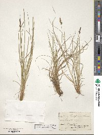 Carex pensylvanica image