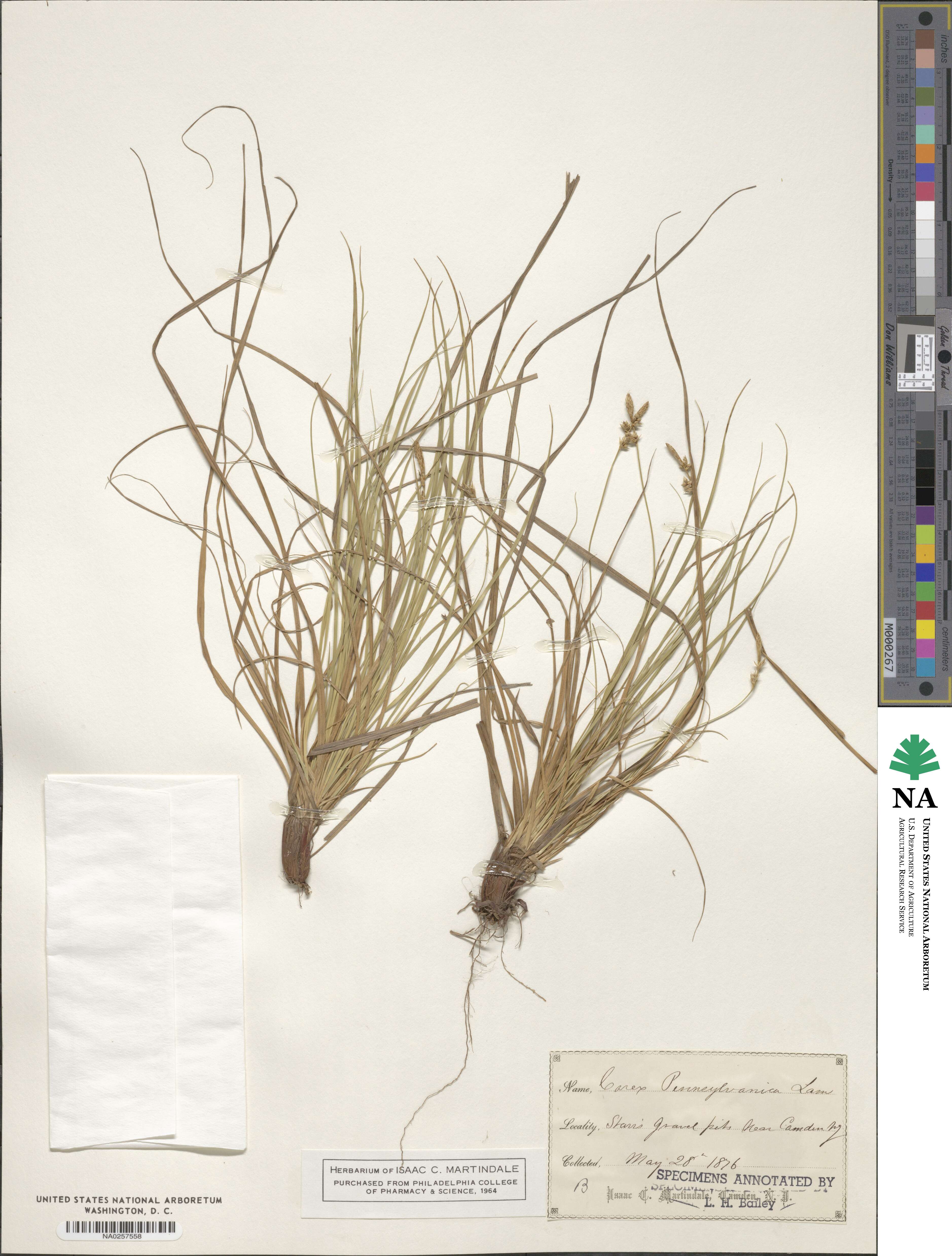 Carex pensylvanica image