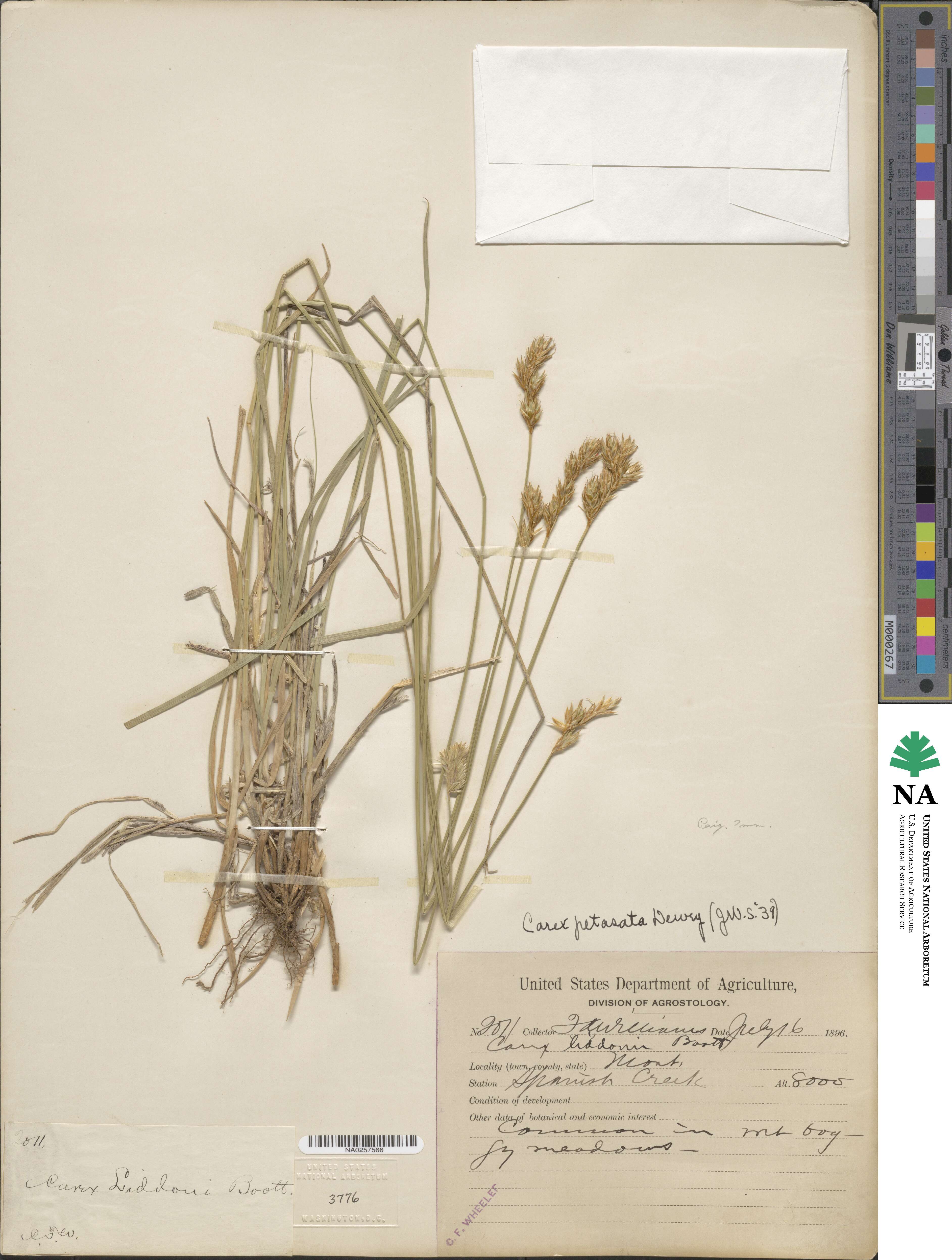 Carex petasata image