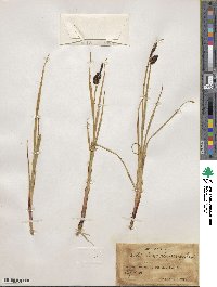 Carex physocarpa image