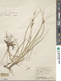 Carex physocarpa image