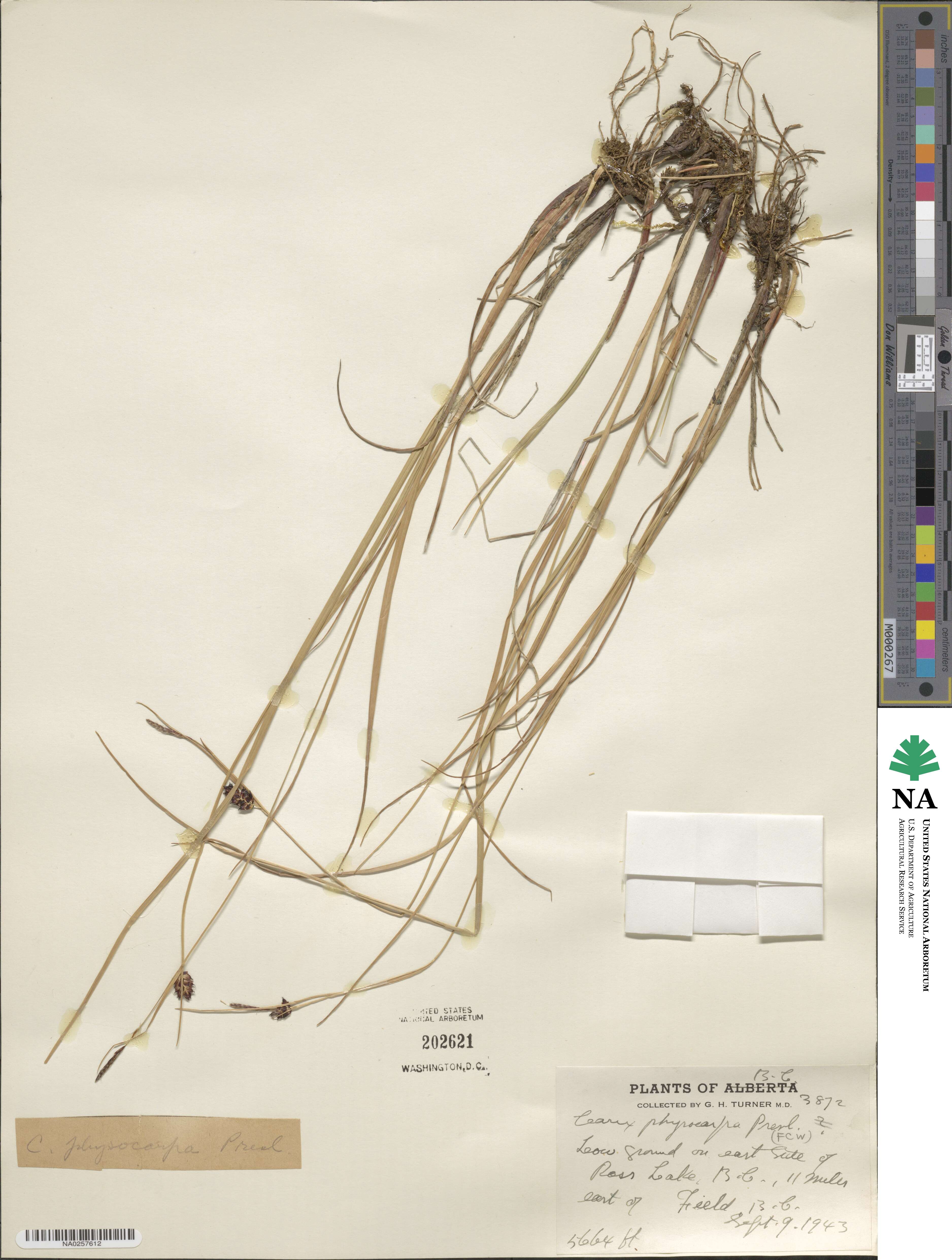 Carex physocarpa image