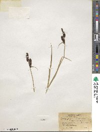 Carex physocarpa image