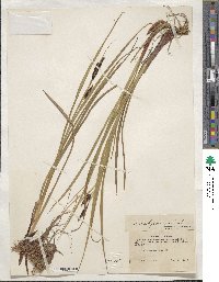 Carex physocarpa image