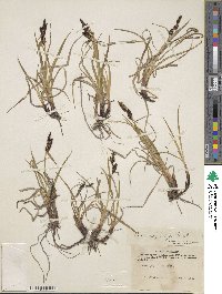 Carex physocarpa image