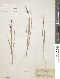 Carex physocarpa image