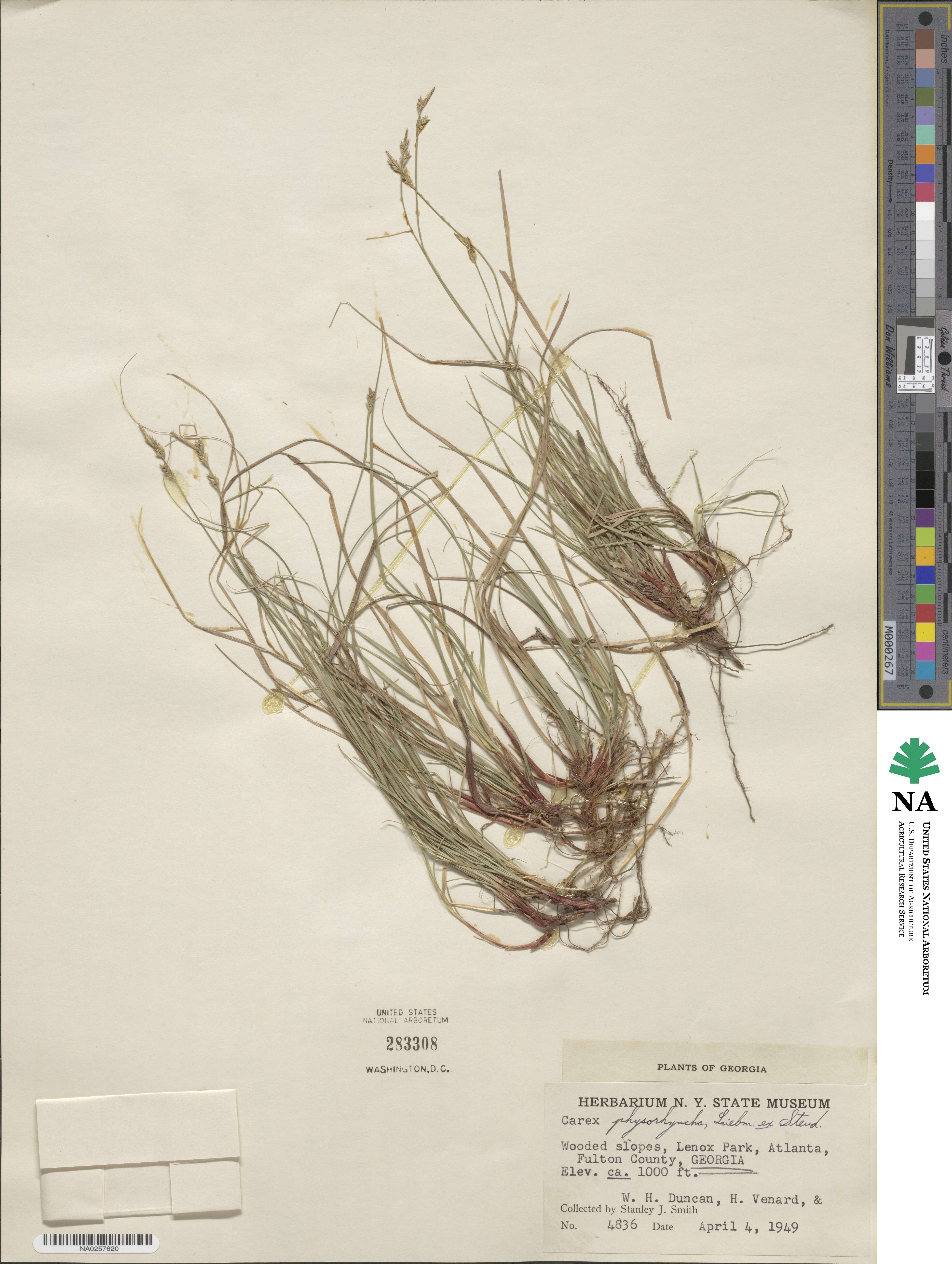 Carex albicans var. australis image