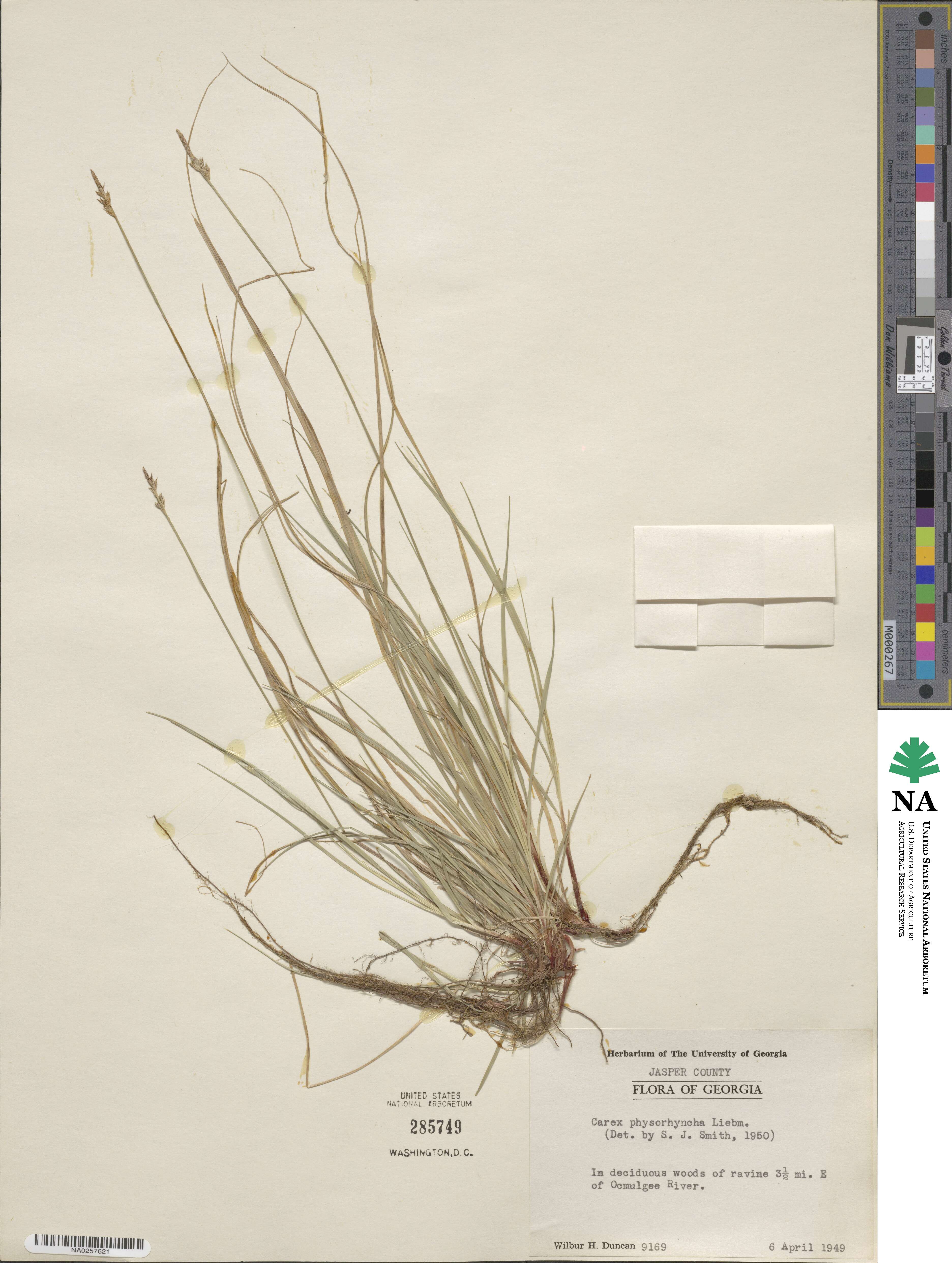 Carex albicans var. australis image