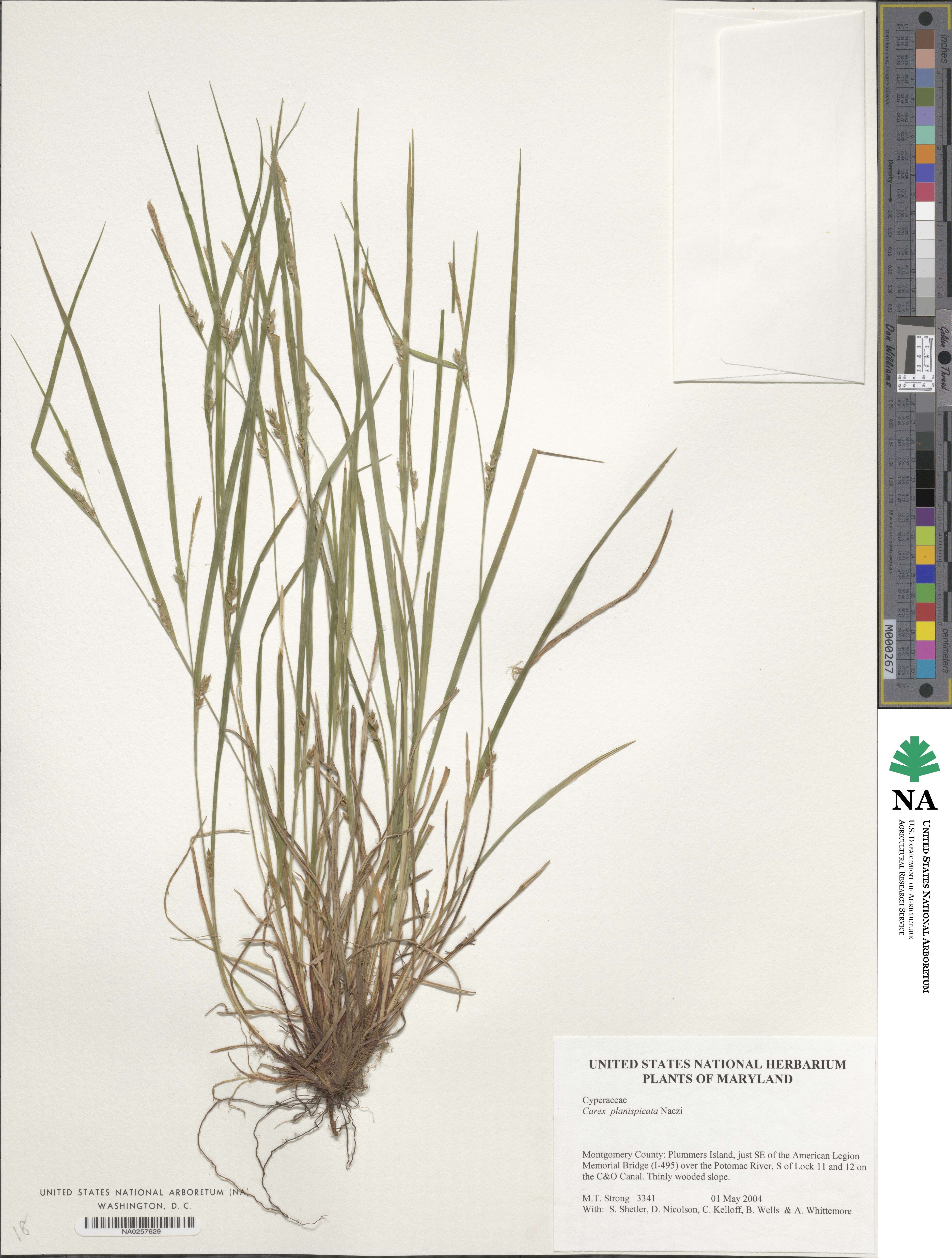 Carex planispicata image