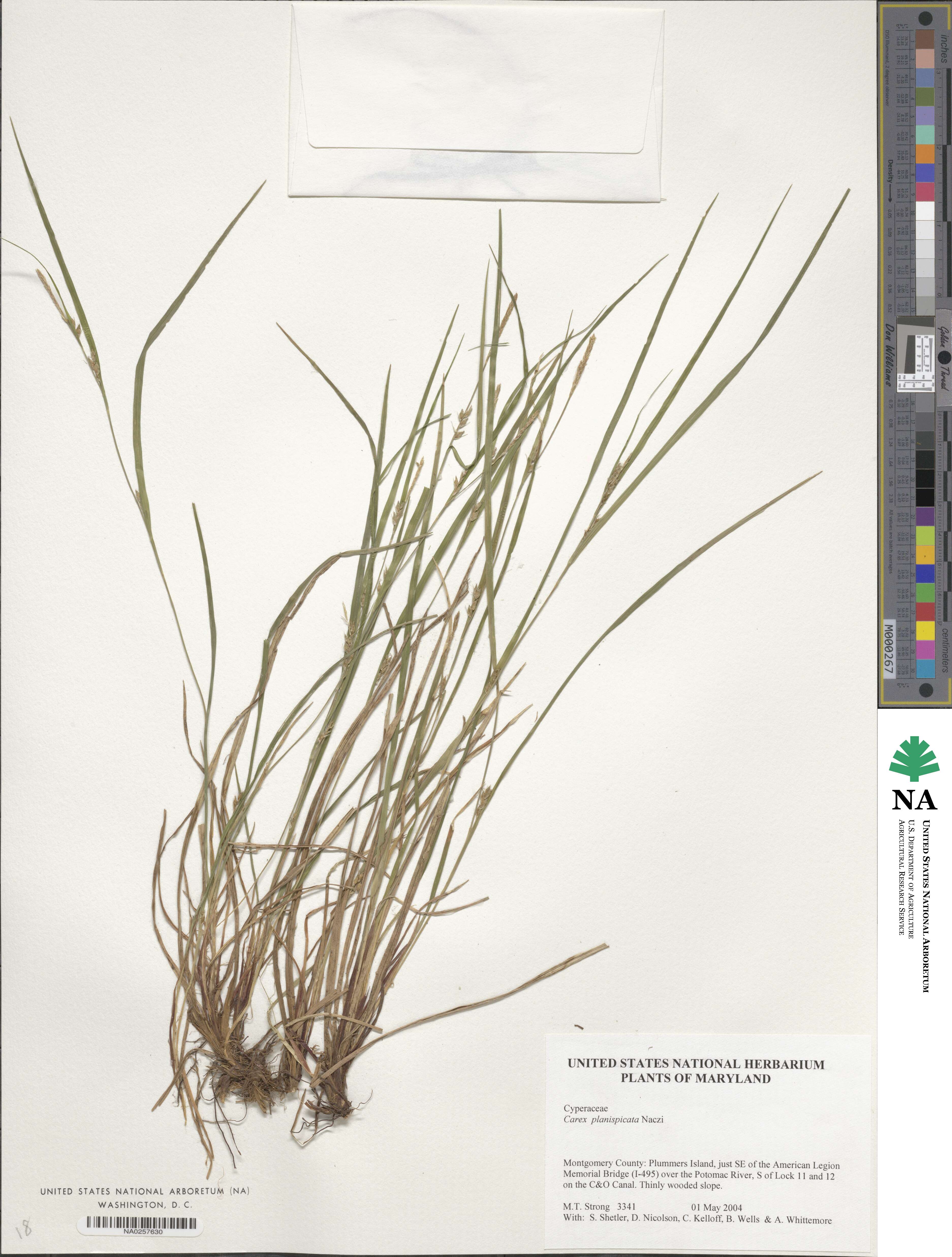 Carex planispicata image