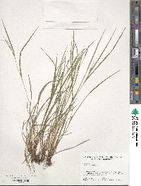 Carex planispicata image