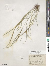 Carex planispicata image