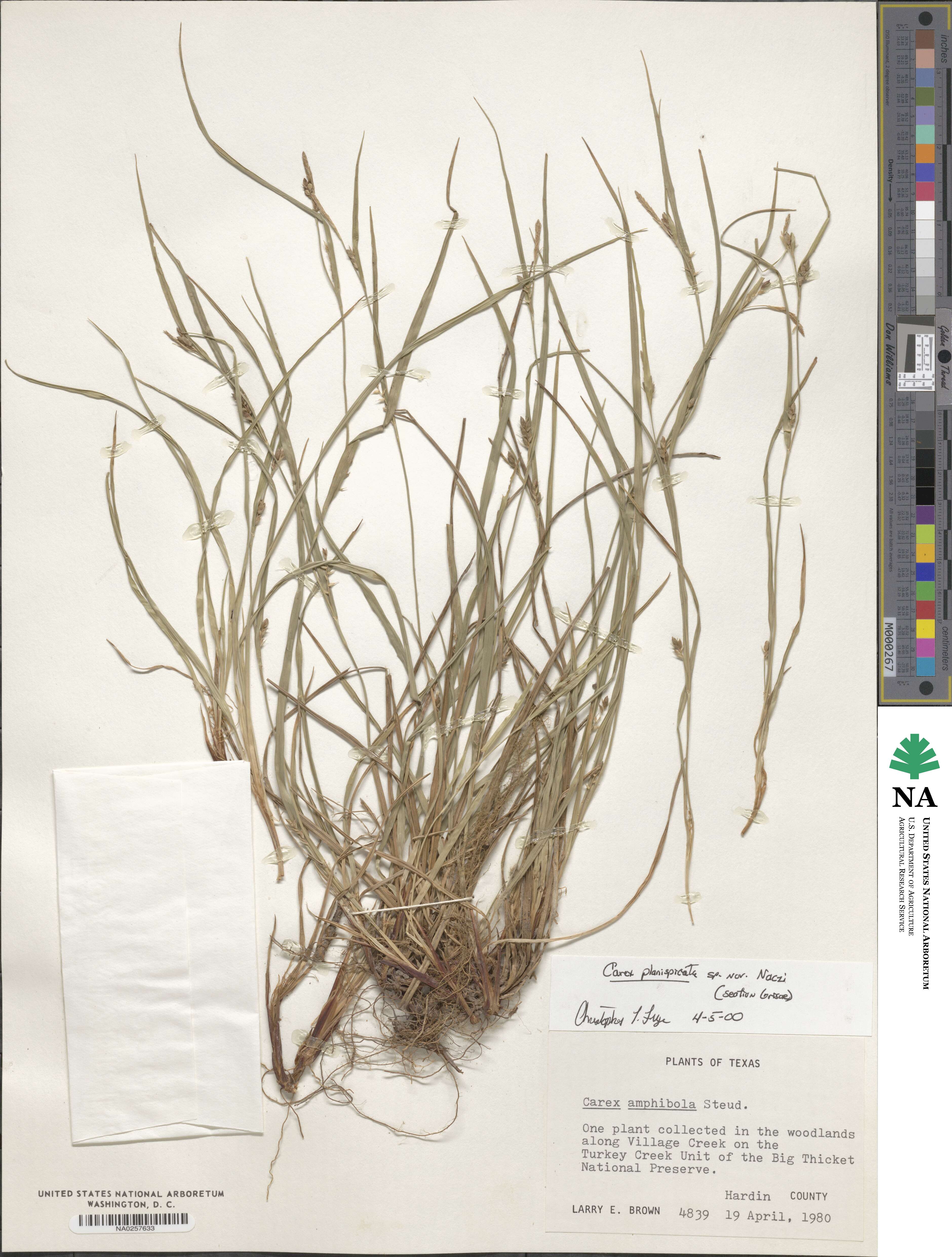 Carex planispicata image