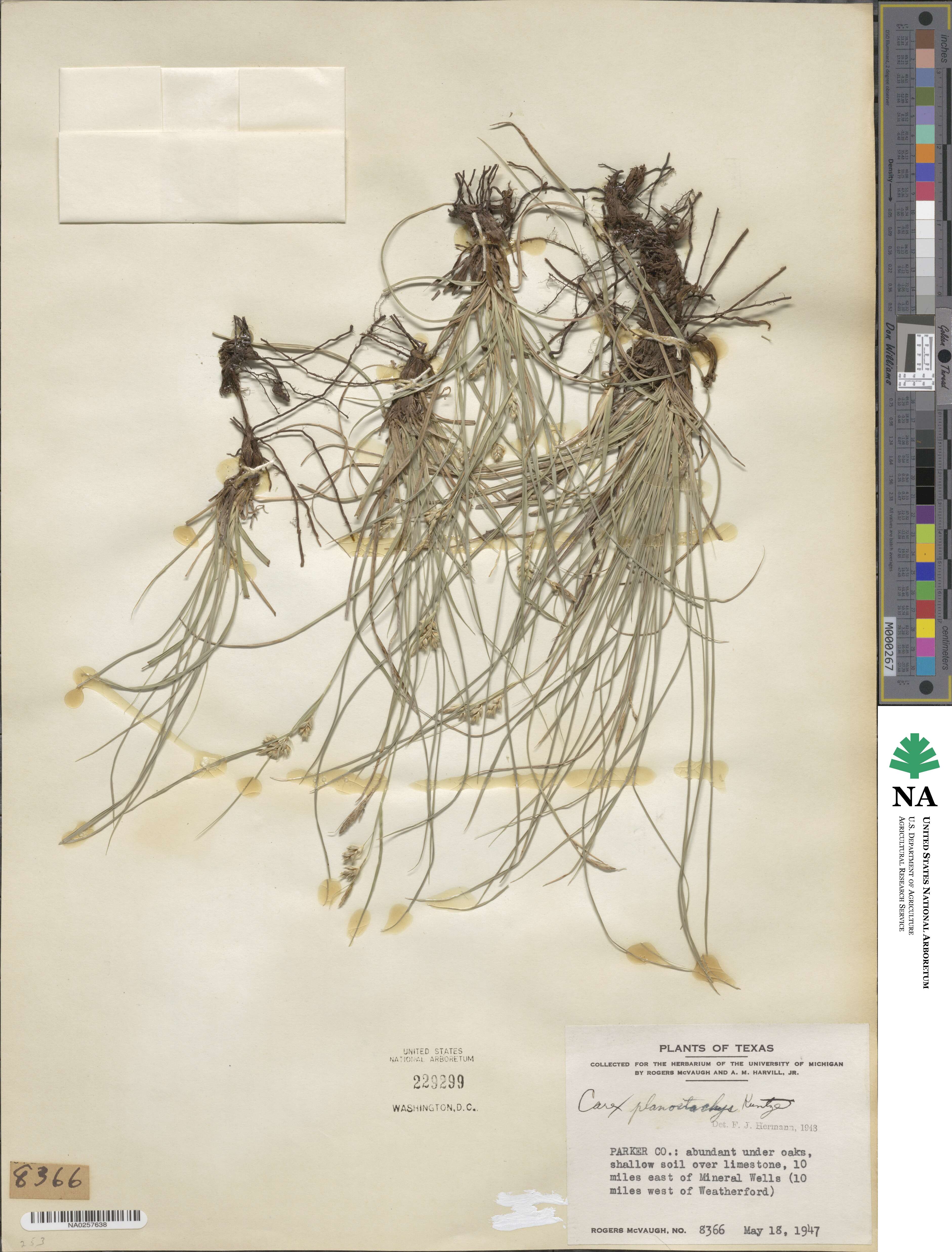 Carex planostachys image