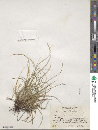 Carex planostachys image