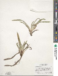 Carex plantaginea image