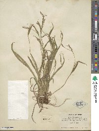 Carex plantaginea image