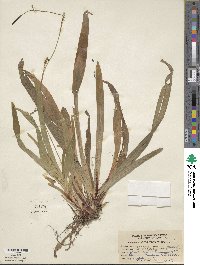 Carex plantaginea image