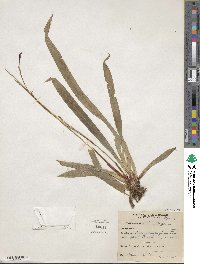 Carex plantaginea image