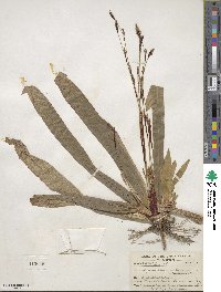 Carex plantaginea image