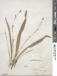 Carex plantaginea image