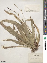 Carex plantaginea image