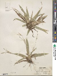 Carex platyphylla image