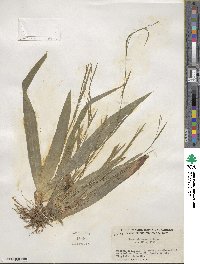 Carex platyphylla image