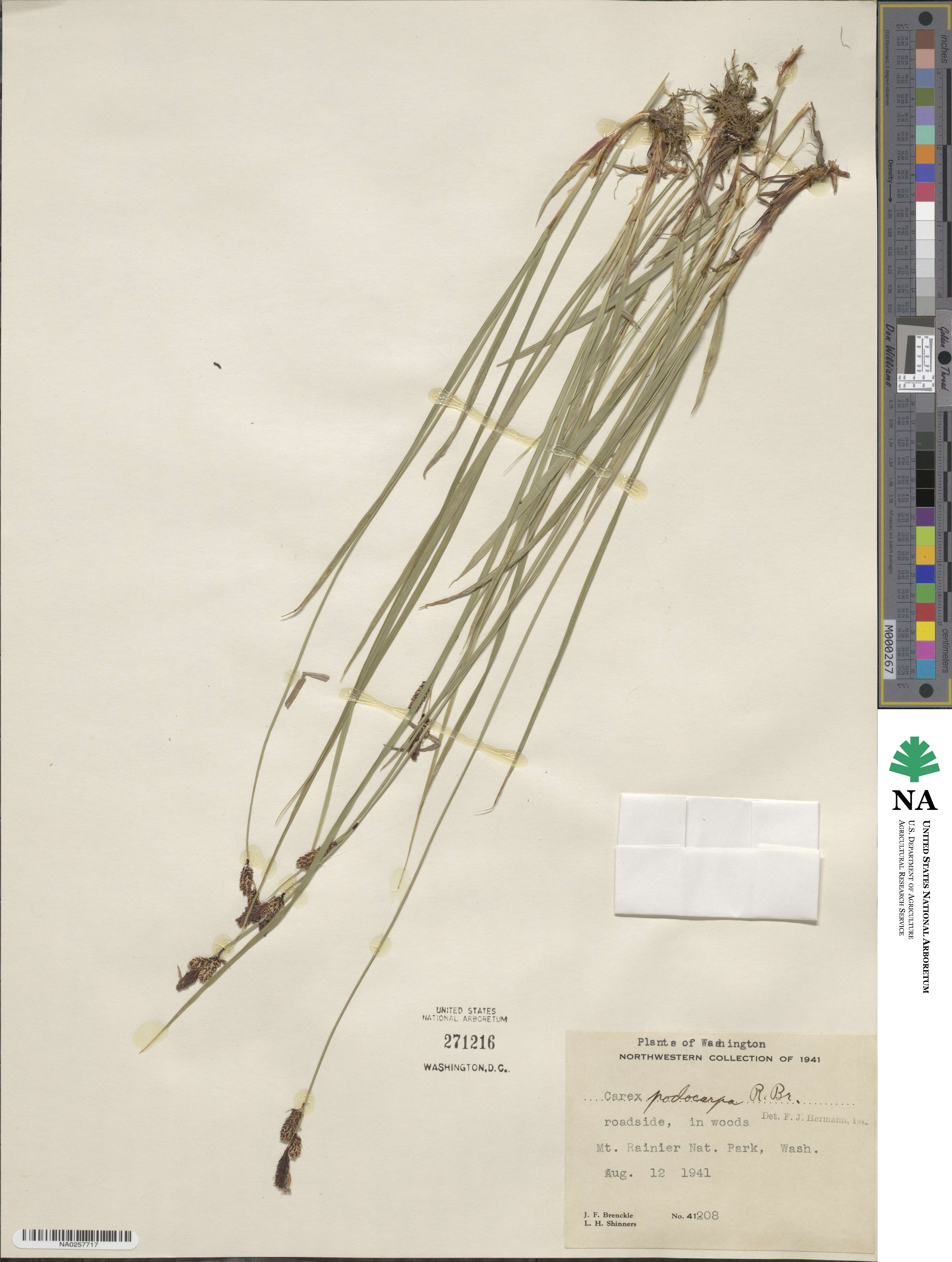 Carex podocarpa image