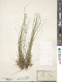 Carex leptalea subsp. leptalea image