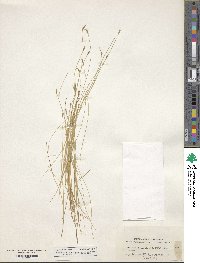 Carex leptalea image