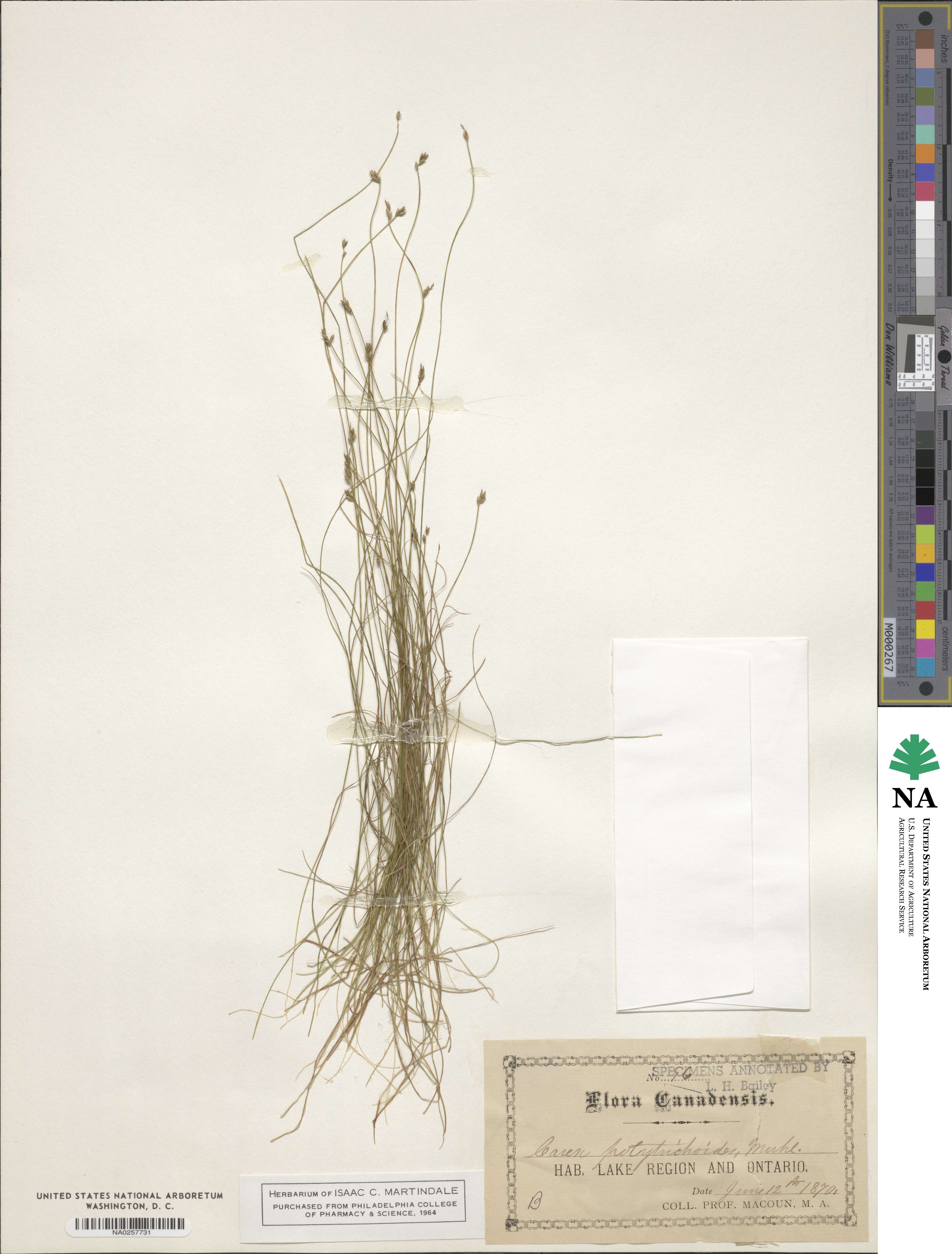 Carex leptalea subsp. leptalea image