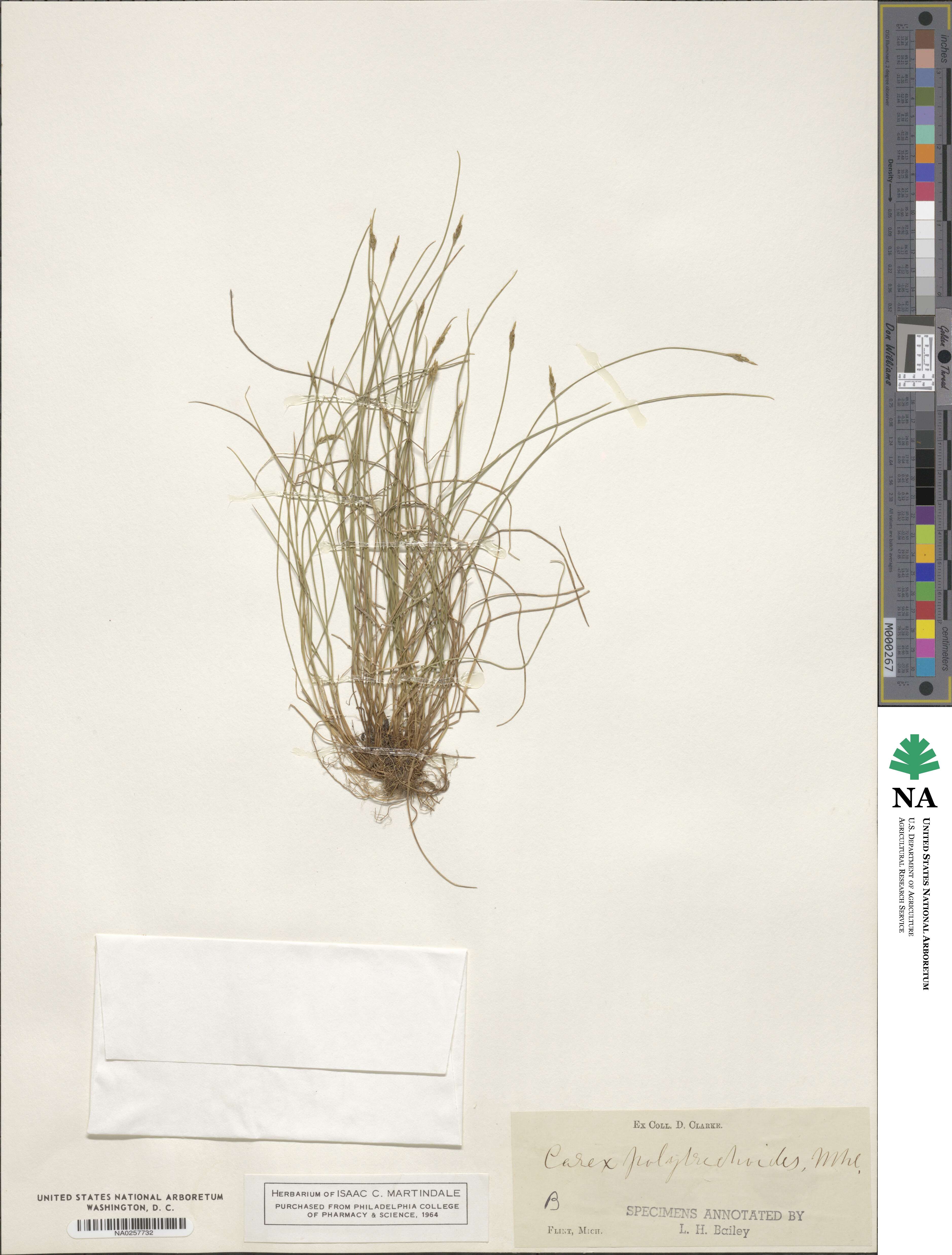 Carex leptalea subsp. leptalea image