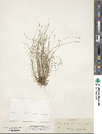 Carex leptalea image