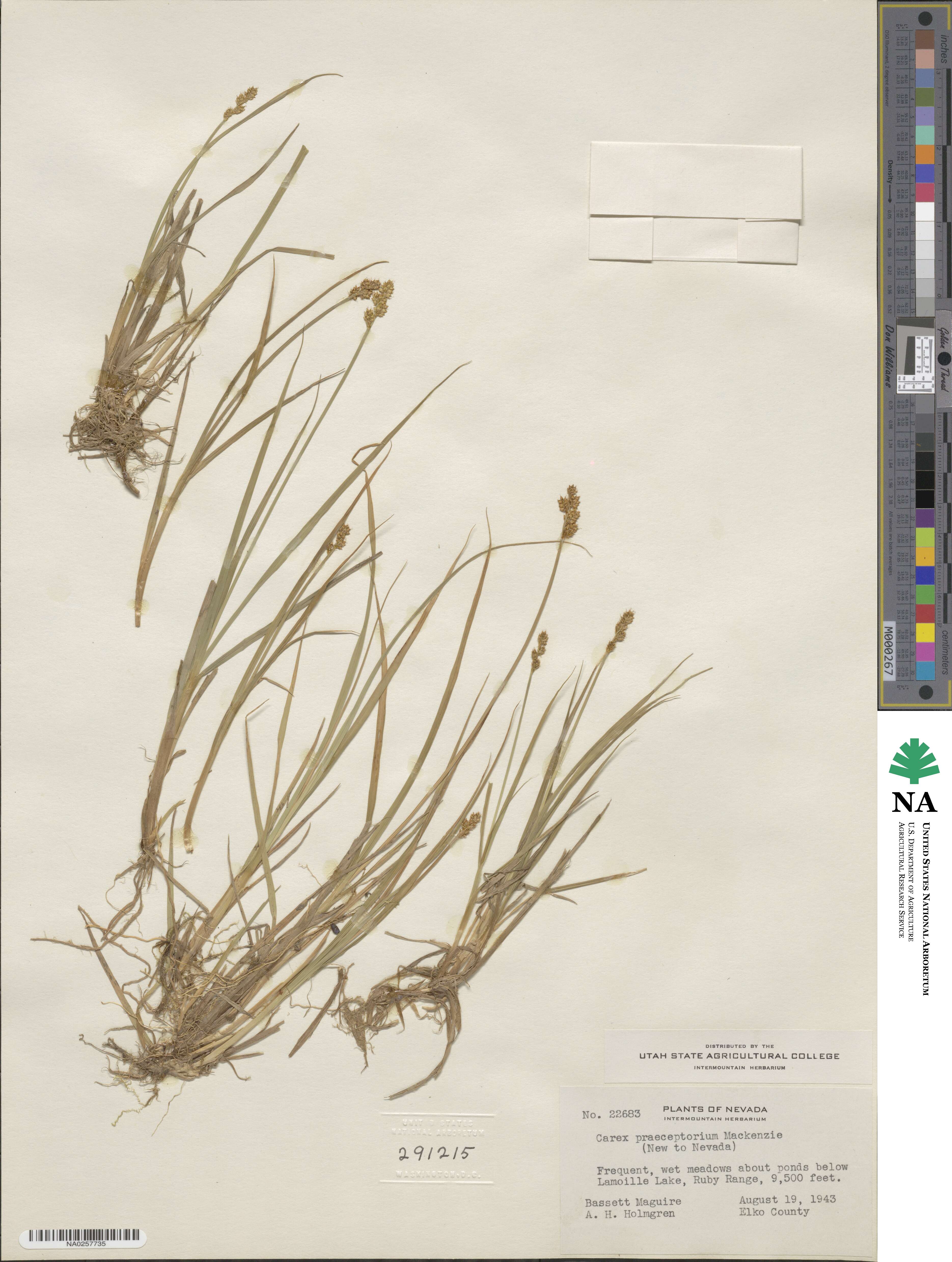 Carex praeceptorum image