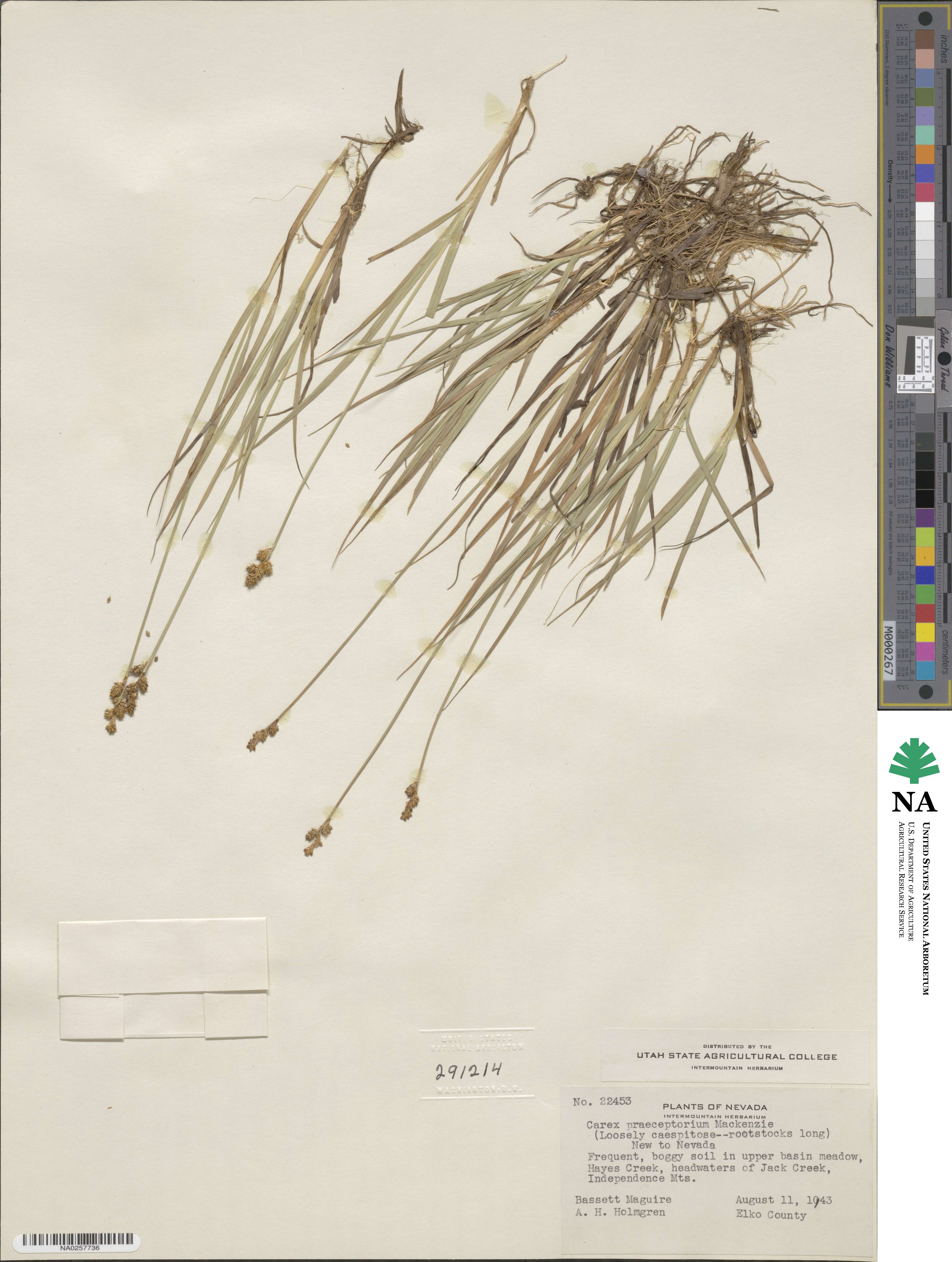 Carex praeceptorum image