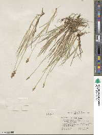 Carex praeceptorum image