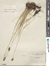 Carex praegracilis image