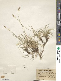 Carex praegracilis image