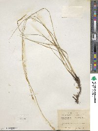 Carex praegracilis image