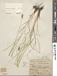 Carex praegracilis image