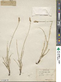 Carex praegracilis image