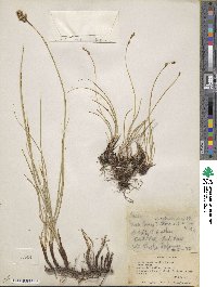 Carex praegracilis image