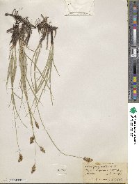 Carex praegracilis image