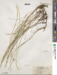 Carex praegracilis image